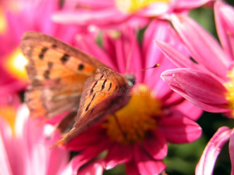 fjärilsblommared arkivbild fjärilsblommared arkivbild