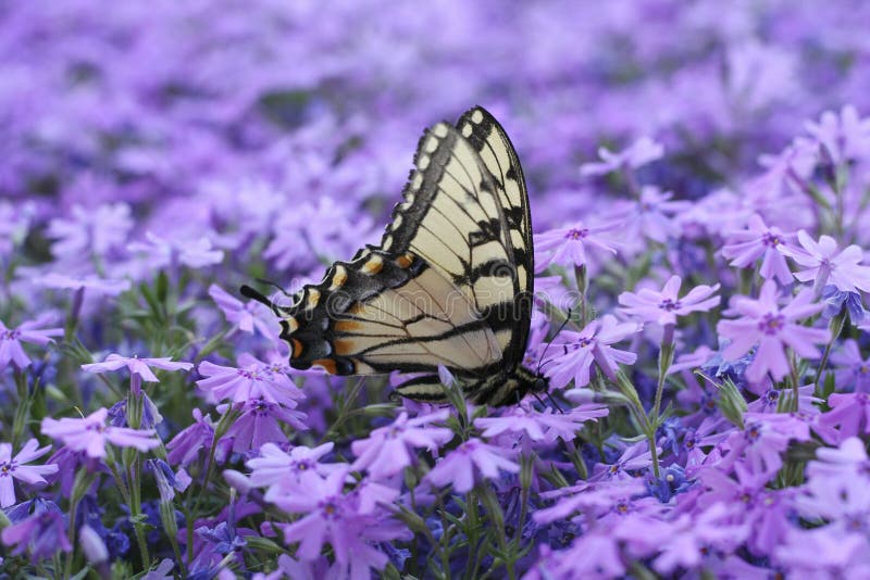 An Eastern Tiger Swallowtail butterfly drinking nectar from creeping phlox flowers. An Eastern Tiger Swallowtail butterfly drinking nectar from creeping phlox flowers.