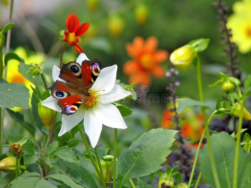 Peacock butterfly. Peacock butterfly