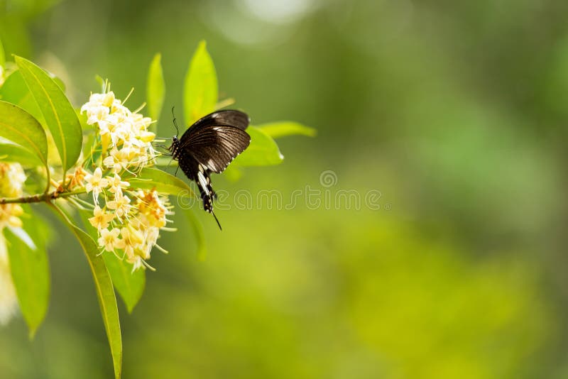 Fj?rilsflyg p? blommanaturen i str?larna av solljus i n?rbild f?r sommar p? v?ren av en makro, arkivbild Fj?rilsflyg p? blommanaturen i str?larna av solljus i n?rbild f?r sommar p? v?ren av en makro, arkivbild