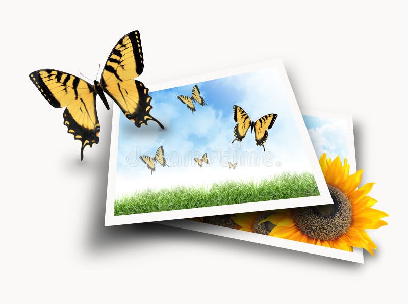 fjärilsflygnaturen ut fotograferar bilder vektor illustrationer fjärilsflygnaturen ut fotograferar bilder vektor illustrationer