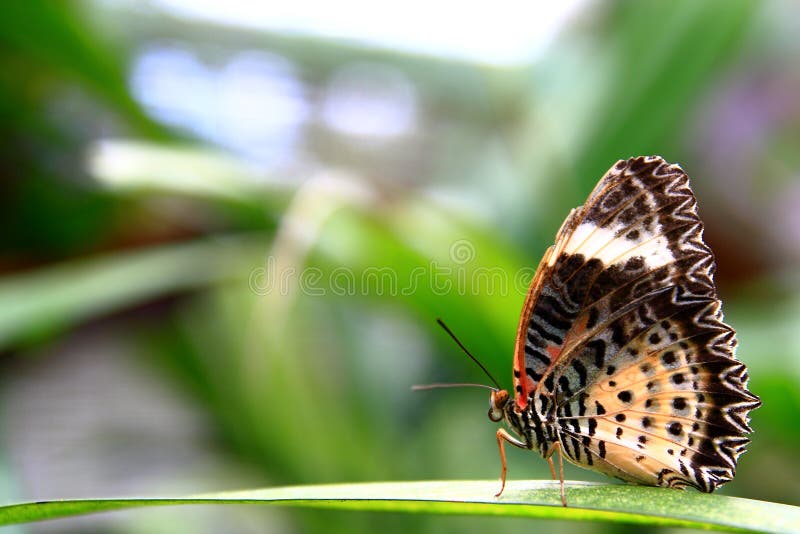 A colourful butterfly walks on leaves. A colourful butterfly walks on leaves