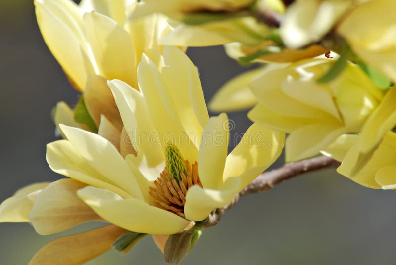 fjärilsmagnolia arkivbild fjärilsmagnolia arkivbild