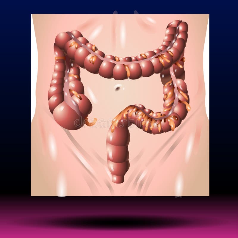 Cross section of the rectum and anal canal. 3d render Stock Illustration