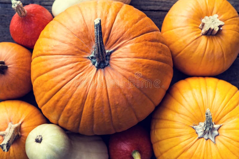 Flache Lage, viele unterschiedliche Art von Kürbisen lizenzfreie stockfotos Flache Lage, viele unterschiedliche Art von Kürbisen lizenzfreie stockfotos