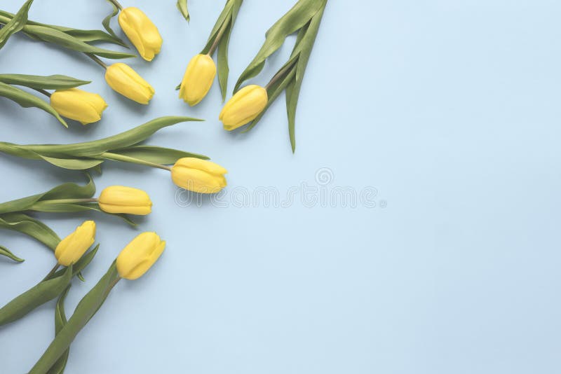 Flache Lagefrühlingsblumen Gelbe Tulpenblumen auf blauem Hintergrund Beschneidungspfad eingeschlossen Minimaler Blumenspott herau stockfoto Flache Lagefrühlingsblumen Gelbe Tulpenblumen auf blauem Hintergrund Beschneidungspfad eingeschlossen Minimaler Blumenspott herau stockfoto