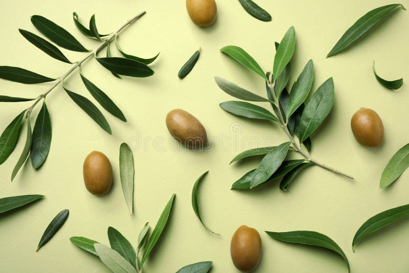 Flache Lagezusammensetzung mit frischen Blättern, den Zweigen und Frucht der grünen Olive stockfoto