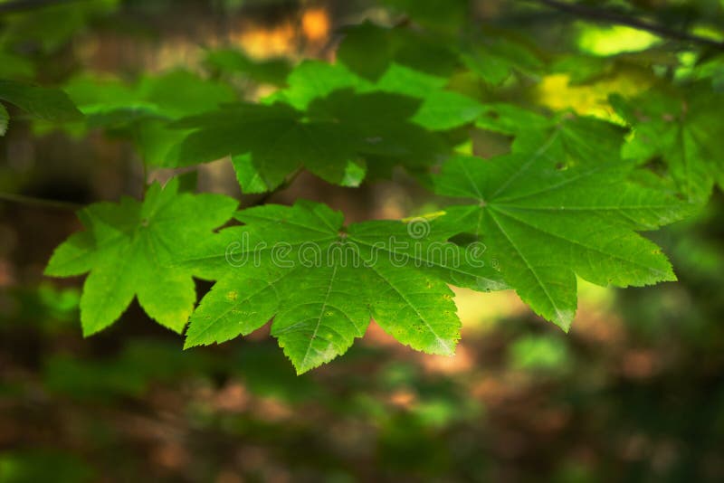 Flache Schärfentiefe Baum-Blätter im Fall-Farbwald stockbilder Flache Schärfentiefe Baum-Blätter im Fall-Farbwald stockbilder