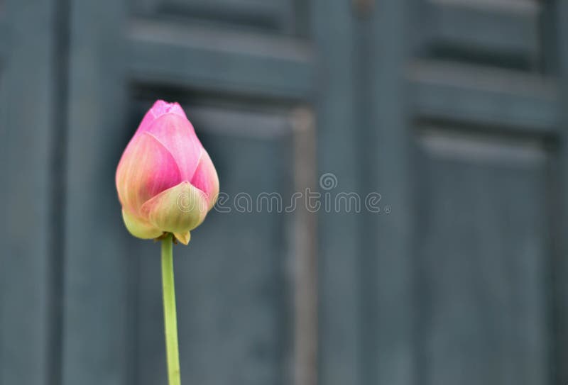 Flache Schärfentiefe der rosa Lotosknospe stockfoto Flache Schärfentiefe der rosa Lotosknospe stockfoto