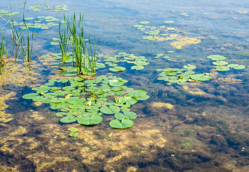 Flacher Teich Mit Algen Und Travertinen Stockbild Bild von laub