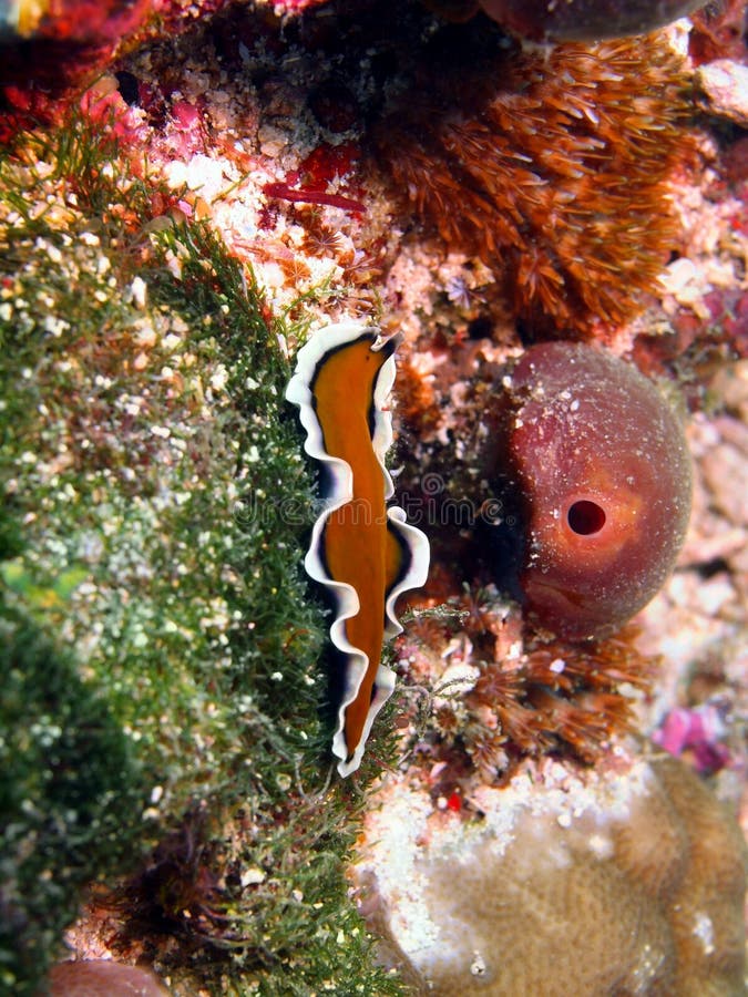 Flacher Wurm stockbild. Bild von unterwasser, tier, ozean 37222087