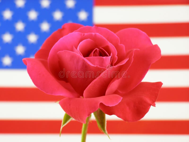 American rose stock photo. Image of states, blue, symbolism 11860506