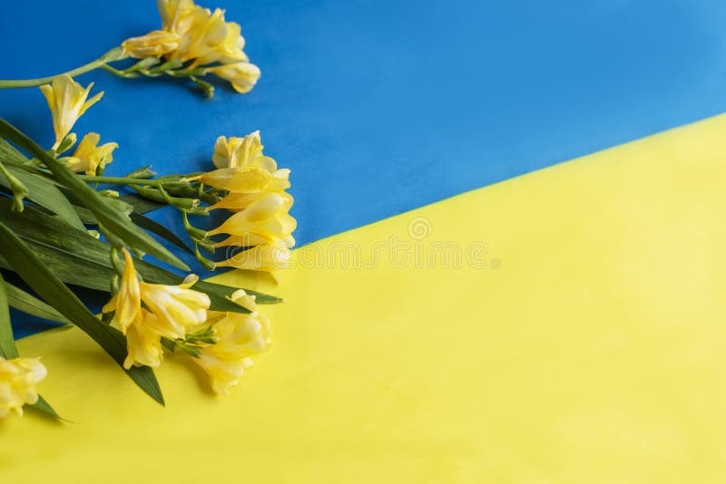 Flag of Ukraine and Yellow Flowers. Stock Photo Image of patriotic