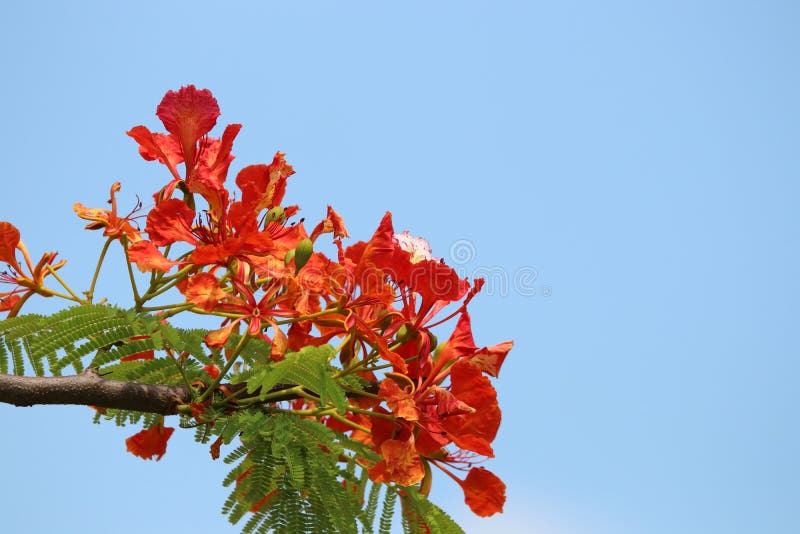 Flam-boyant, дерево пламени, королевский красный цвет лепестка Poinciana красивый стоковая фотография Flam-boyant, дерево пламени, королевский красный цвет лепестка Poinciana красивый стоковая фотография