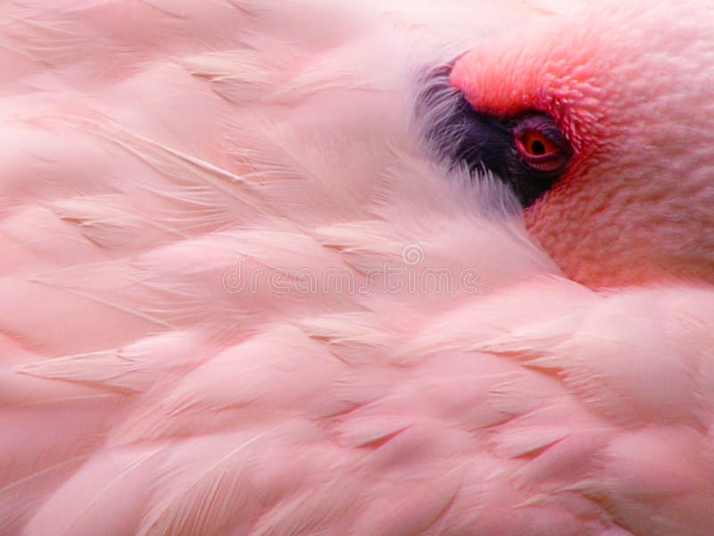 Flamant photo stock Flamant photo stock