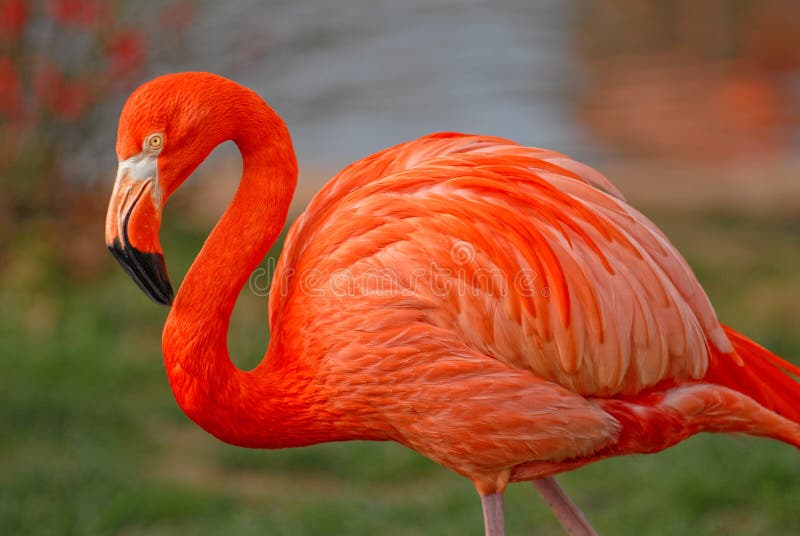 Flamant rose images libres de droits Flamant rose images libres de droits