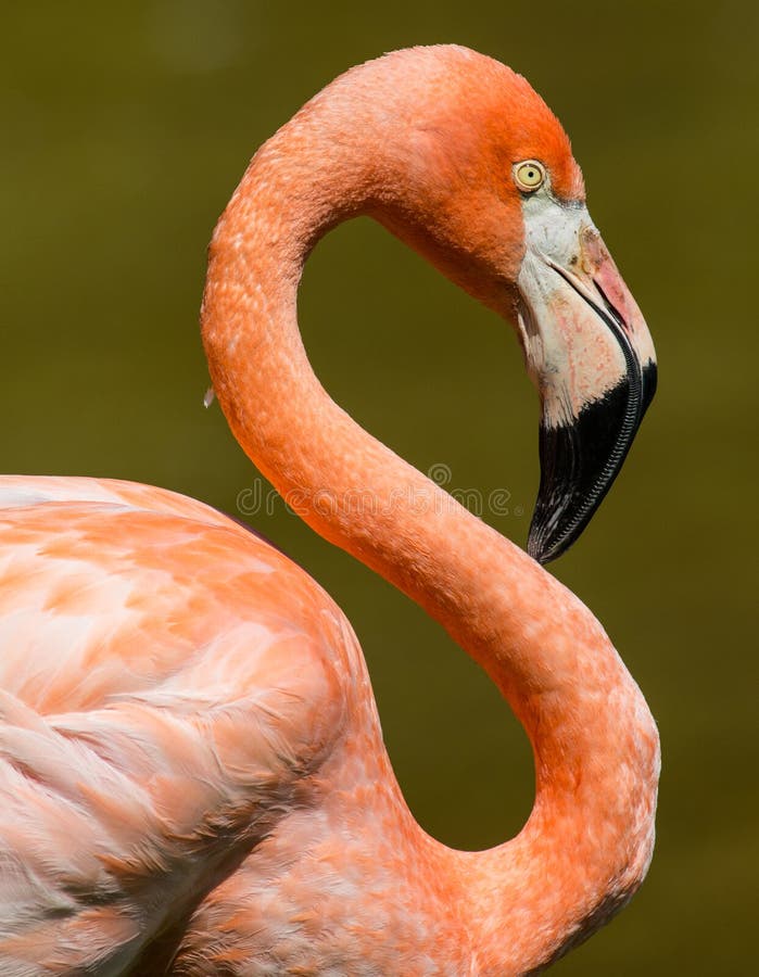 Flamant rose images libres de droits Flamant rose images libres de droits
