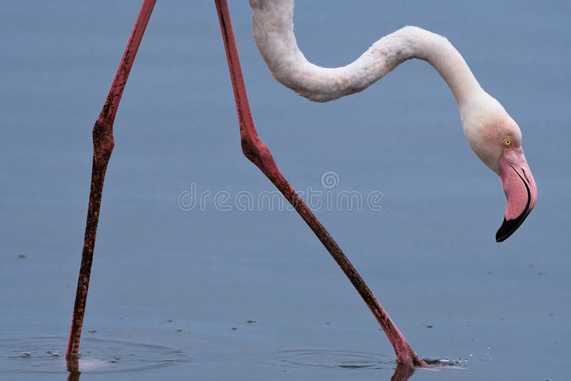 Flamant rose Phoenicopterus pataugeant en eaux peu profondes près du port de sandwich, Namibie photographie stock libre de droits Flamant rose Phoenicopterus pataugeant en eaux peu profondes près du port de sandwich, Namibie photographie stock libre de droits