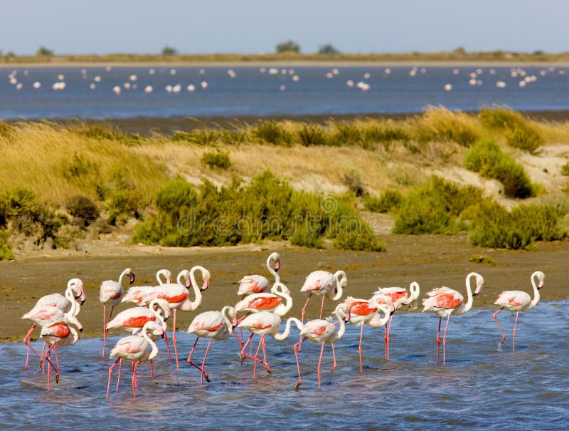 flamants de camargue images stock flamants de camargue images stock