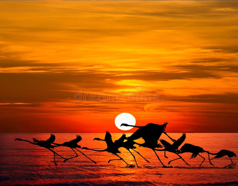 Vue Aérienne De Flamants Roses Survolant L'océan Au Coucher Du Soleil