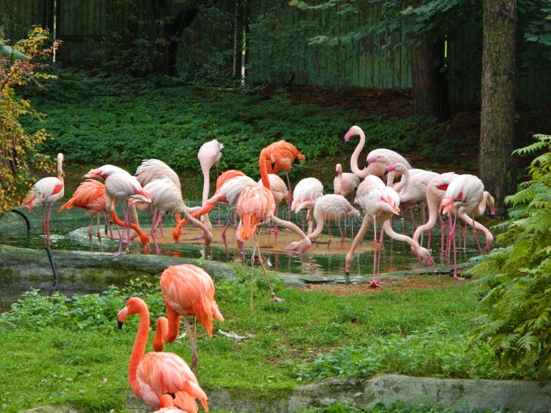 Flamants roses sur le fond vert photo libre de droits Flamants roses sur le fond vert photo libre de droits