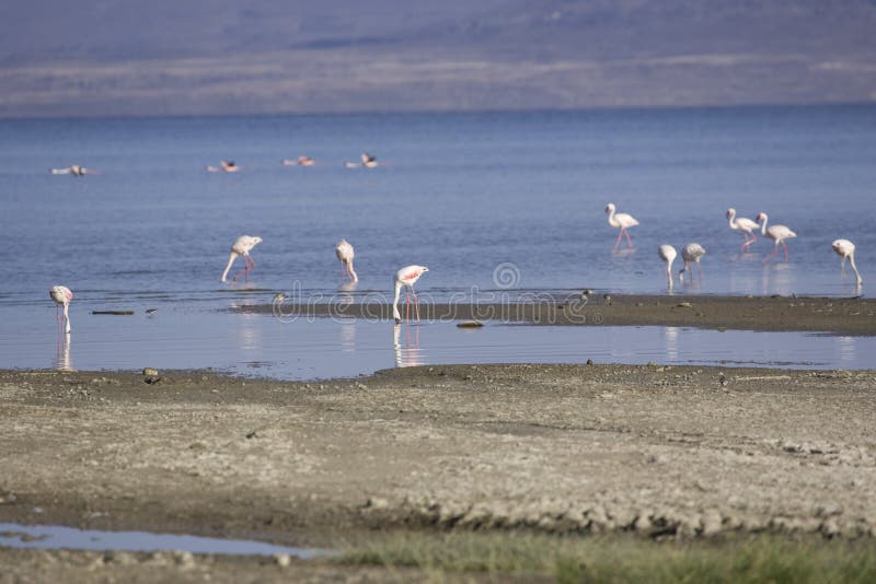 Flamants sur l'Abbe de lac photo stock Flamants sur l'Abbe de lac photo stock