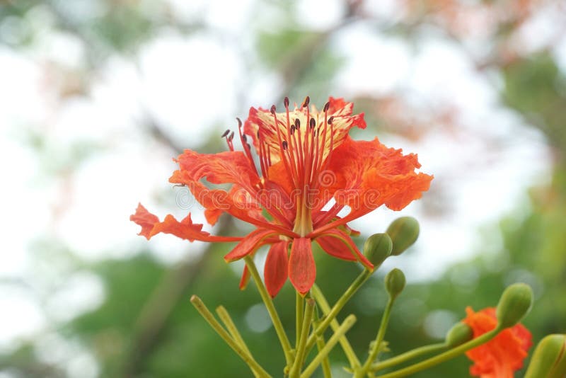 Flambojkoblomma i naturträdgård. Nära blombojkottblomma i naturträdgård