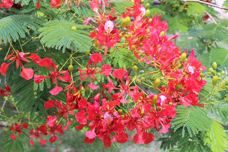 A Beautiful Blooming Flamboyant in Brisbane Stock Image - Image of ...