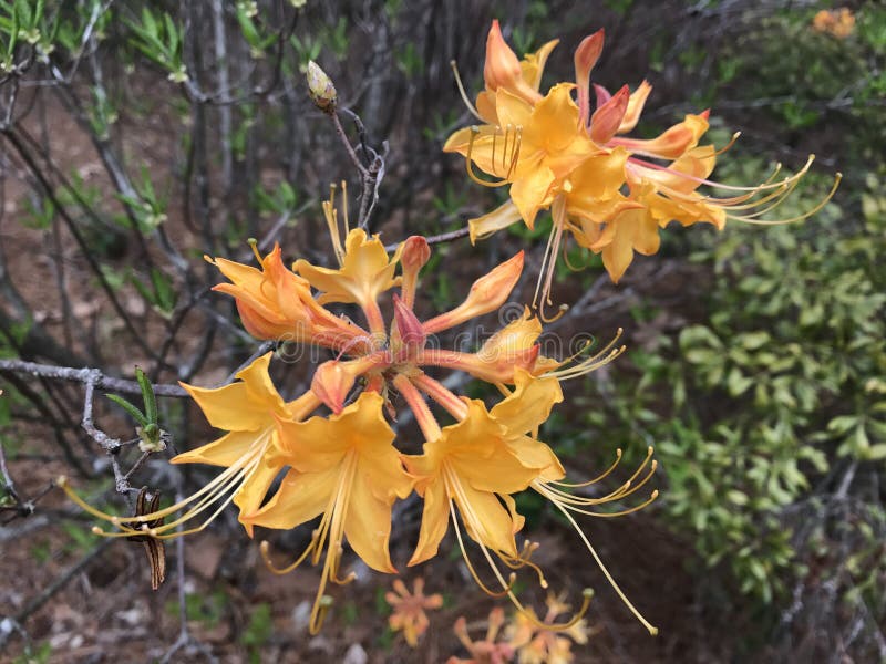 Flame azalea (Rhododendron calendulaceum) stock photos Flame azalea (Rhododendron calendulaceum) stock photos