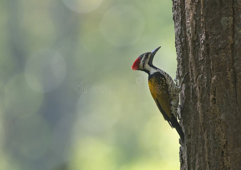 Flameback Woodpecker on a tree bark stock image Flameback Woodpecker on a tree bark stock image