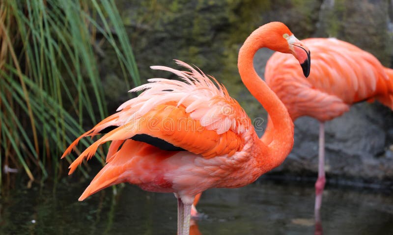 Flamenco rojo único en un lago, alta foto de la definición de este aviar maravilloso en Suramérica