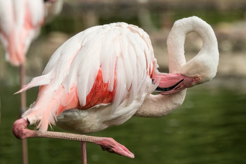 Flamenco rosado en el parque zoológico, phoenicopterus a solas del flamenco preparando sus plumas, pájaro rosáceo blanco hermoso foto de archivo libre de regalías Flamenco rosado en el parque zoológico, phoenicopterus a solas del flamenco preparando sus plumas, pájaro rosáceo blanco hermoso foto de archivo libre de regalías