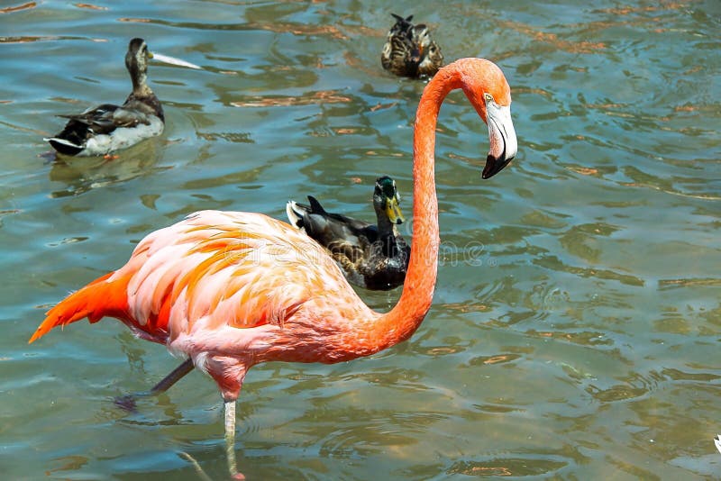 Flamenco rosado magnífico que se coloca en agua con otros pájaros en fondo fotos de archivo Flamenco rosado magnífico que se coloca en agua con otros pájaros en fondo fotos de archivo
