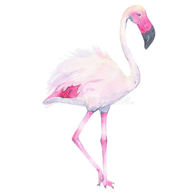 Flamenco rosado tropical pintado a mano de la acuarela aislado en el fondo blanco stock de ilustración Flamenco rosado tropical pintado a mano de la acuarela aislado en el fondo blanco stock de ilustración