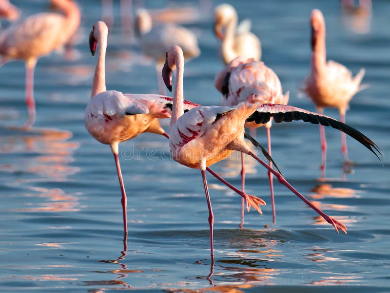 Flamencos de los pares que sorben sus patas fotos de archivo libres de regalías Flamencos de los pares que sorben sus patas fotos de archivo libres de regalías