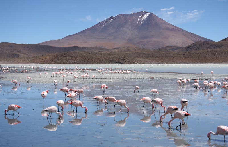 Flamencos en Laguna Hedionda, Bolivia, desierto de Atacama fotografía de archivo Flamencos en Laguna Hedionda, Bolivia, desierto de Atacama fotografía de archivo