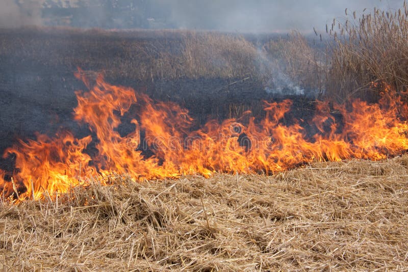 Flames of a Field Fire