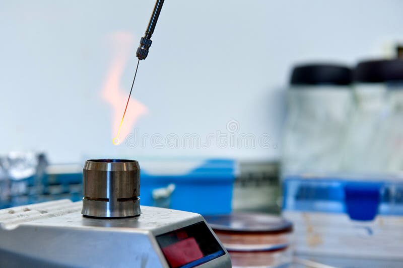 Flaming inoculating loop. Flaming microbiological inoculating loop using gas burner in laboratory.