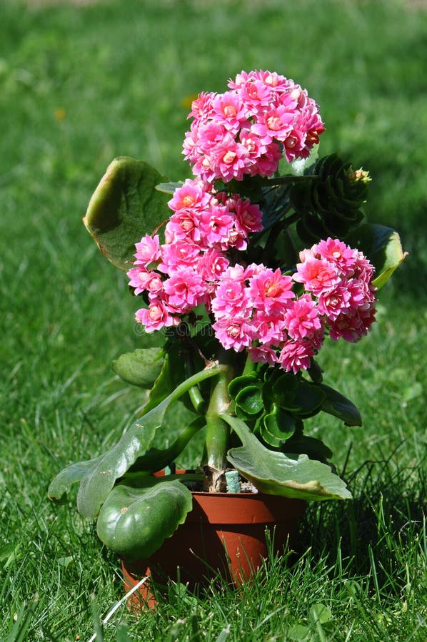 Flaming Katy flower stock image. Image of blossfeldiana 114880271