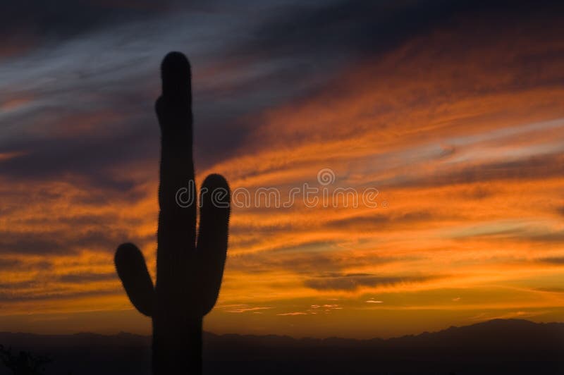 Flaming Sunset and Saguaro Cactus, Arizona royalty free stock images