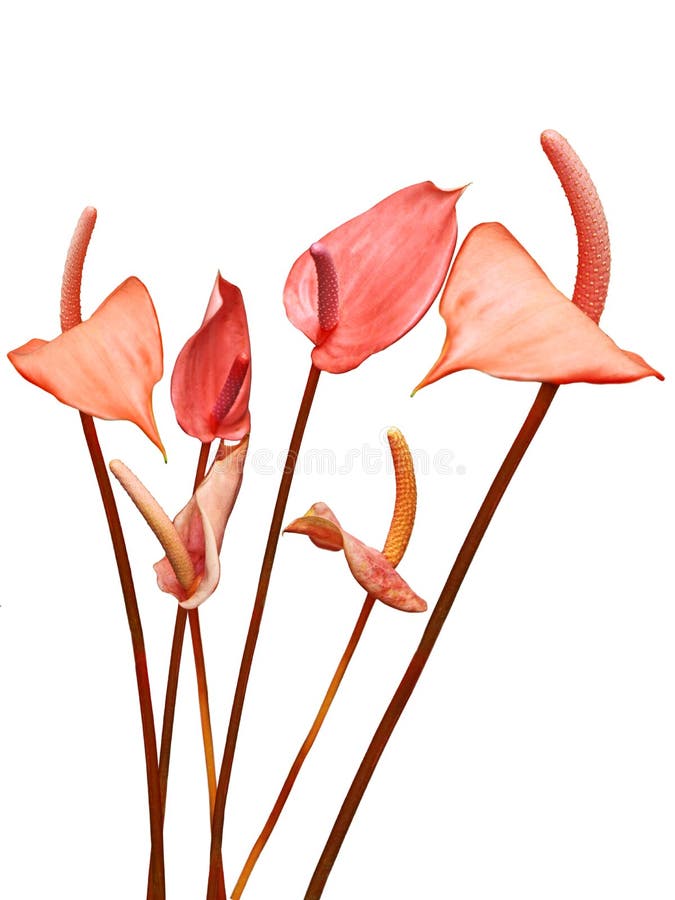 flamingo lily cats flamingo lily cats