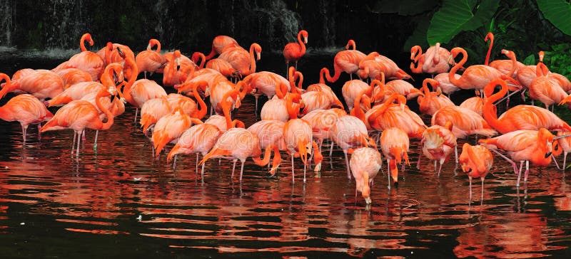 flamingi zdjęcia stock flamingi zdjęcia stock