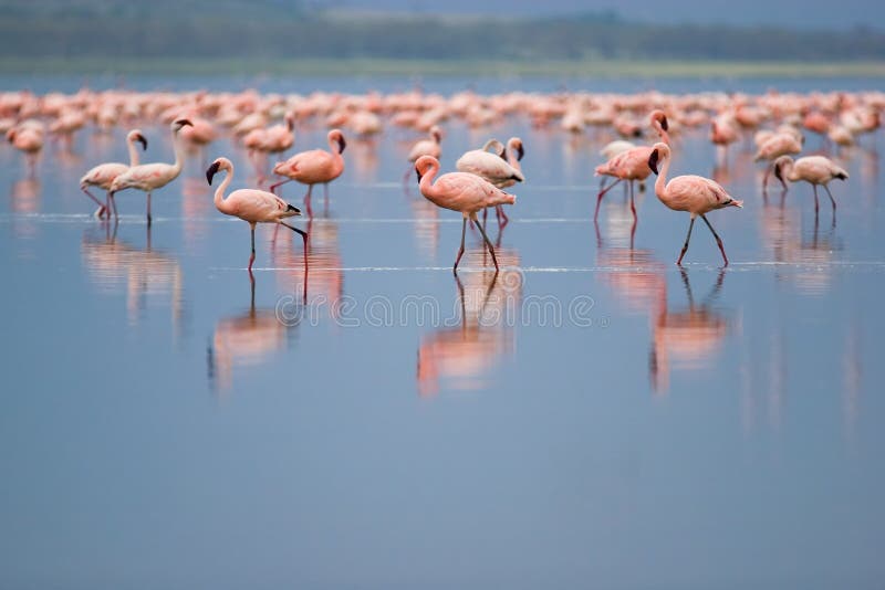 flamingi flamingi