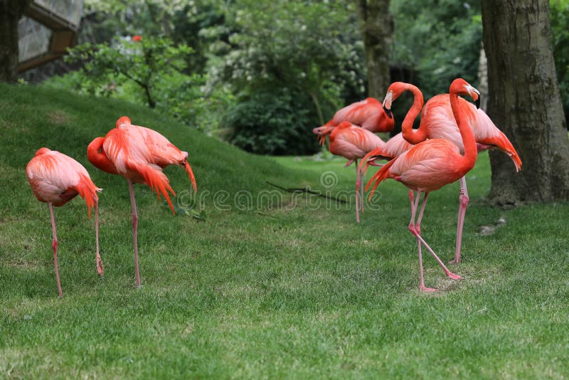 flamingo royalty-vrije stock foto flamingo royalty-vrije stock foto