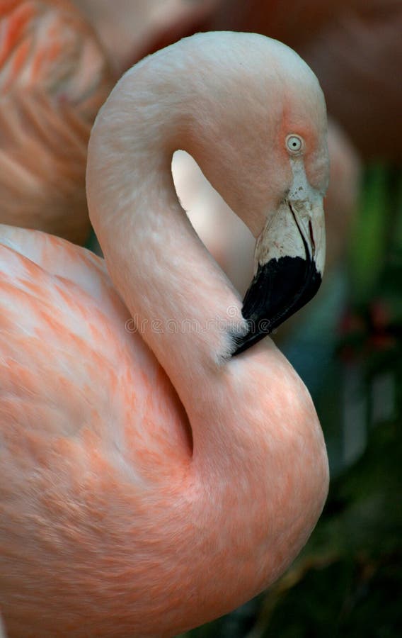 Flamingo stock afbeeldingen Flamingo stock afbeeldingen