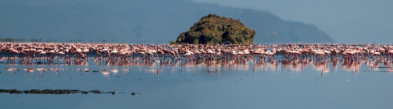 Flamingo stockbild Flamingo stockbild