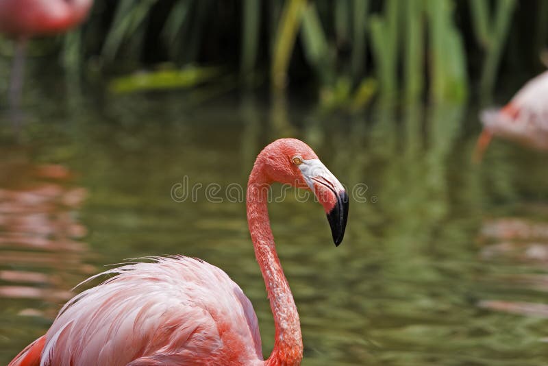 Pink Flamingo