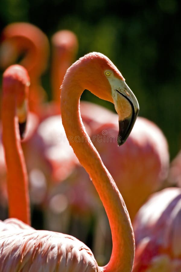 Flamingo