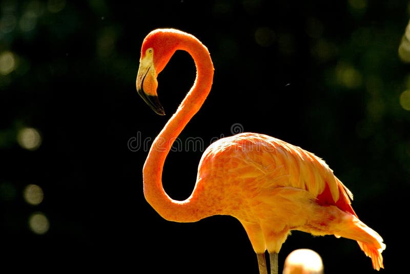 Flamingo