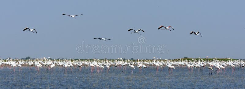 Flamingo stock fotografie Flamingo stock fotografie